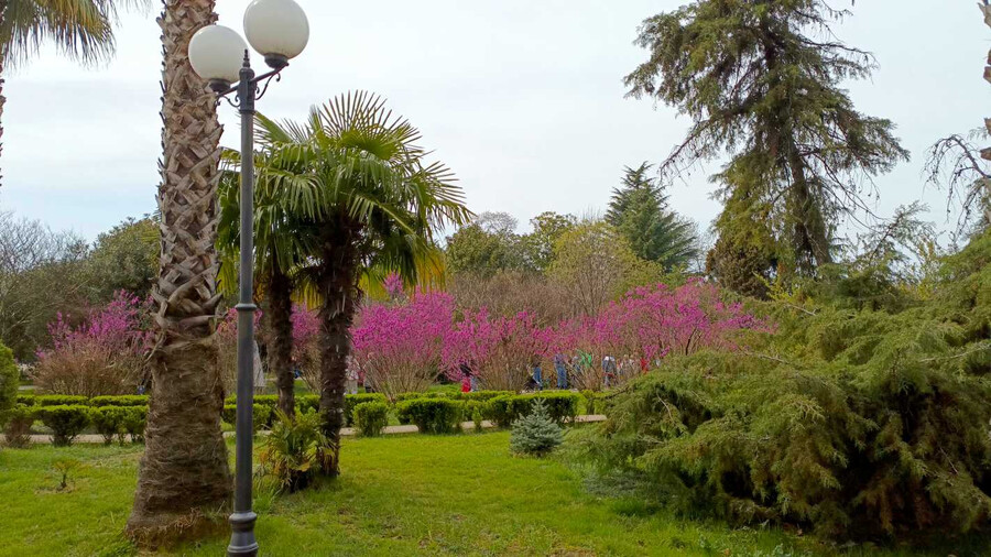 Дендрологический парк «Южные культуры» - Сочи, Адлер, Сириус